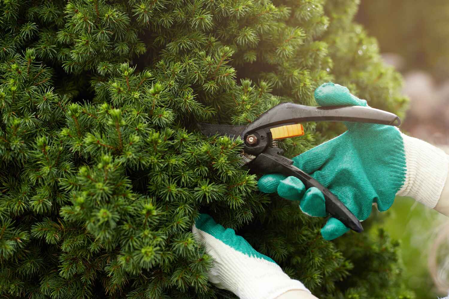 Professional Tree Service in Groves, TX